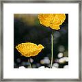 Yellow Poppies Framed Print