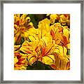 Yellow Red Flowers Framed Print