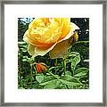 Yellow Rose And Buds Framed Print