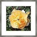 Yellow Rose And Two Rosebuds Framed Print