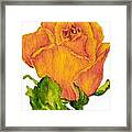 Yellow Rose Bud Framed Print