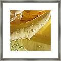 Yellow Rose Raindrops Framed Print