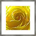 Yellow Rose Framed Print