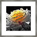 Yellow Rose Series - ...but Soul Is Alive Framed Print