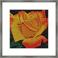 Yellow Rose Framed Print