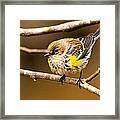 Yellow-rumped Warbler Framed Print