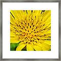 Yellow Salsify Flower Framed Print