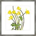 Yellow Spring Wild Flowers Marsh Marigolds Framed Print
