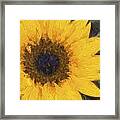 Yellow Sunflower Painterly Framed Print