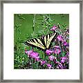 Yellow Swallowtail Amidst The Sweet William Framed Print