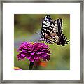 Yellow Tiger Swallowtail Butterfly Framed Print