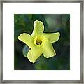 Yellow Trumpet Flower Framed Print