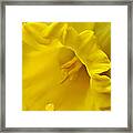 Yellow Trumpeter Framed Print