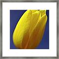 Yellow Tulip On Blue Background Framed Print