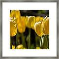 Yellow Tulips On Parade Framed Print