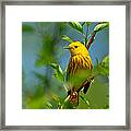 Yellow Warbler Framed Print