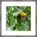 Yellow Warbler Takes Flight Framed Print