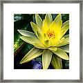 Yellow Water Lily Framed Print