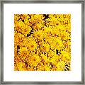 Yellow Waterford Mums Framed Print