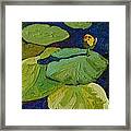 Yellow Waterlily Framed Print