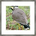 Yellow Wattled Lapwing Framed Print