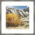 Yellow Willow Framed Print