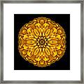 Yellow Zinnia Elegans Flower Mandala Framed Print