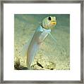 Yellowhead Jawfish Framed Print