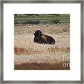 Yellowstone Bison Framed Print