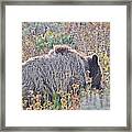 Yellowstone Grizzly Bear Framed Print