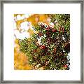 Taxus Baccata Or Yew Red Fruits On Twig Framed Print