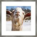 'yoda' Goat Framed Print