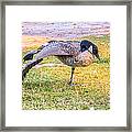 Yoga Goose Framed Print