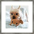 Yorkie Playing With Teddy Toy Framed Print