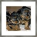 Yorkie Puppies-we're Sorry Framed Print