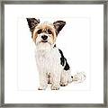 Yorkshire Terrier And Shihtzu Crossbreed Sitting Framed Print