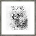 Yorkshire Terrier Framed Print