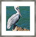 Young Brown Pelican Framed Print