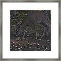 Young Buck Framed Print