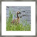 Young Canadian Goose Framed Print