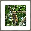 Young Coati Pantanal Framed Print