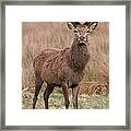 Young Deer Framed Print