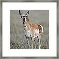 Young Doe Antelope Framed Print