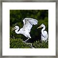 Young Egret Spreading His Wings Framed Print