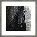 Young Frisian Stallion Framed Print