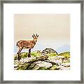 Young Ibex Alpine On The Mountain Framed Print
