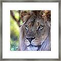 Young King In The Morning Framed Print
