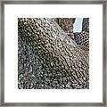 Young Leopard Framed Print