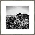 Young Male African Lions Greeting Framed Print