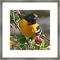 Young Male Oriole Framed Print